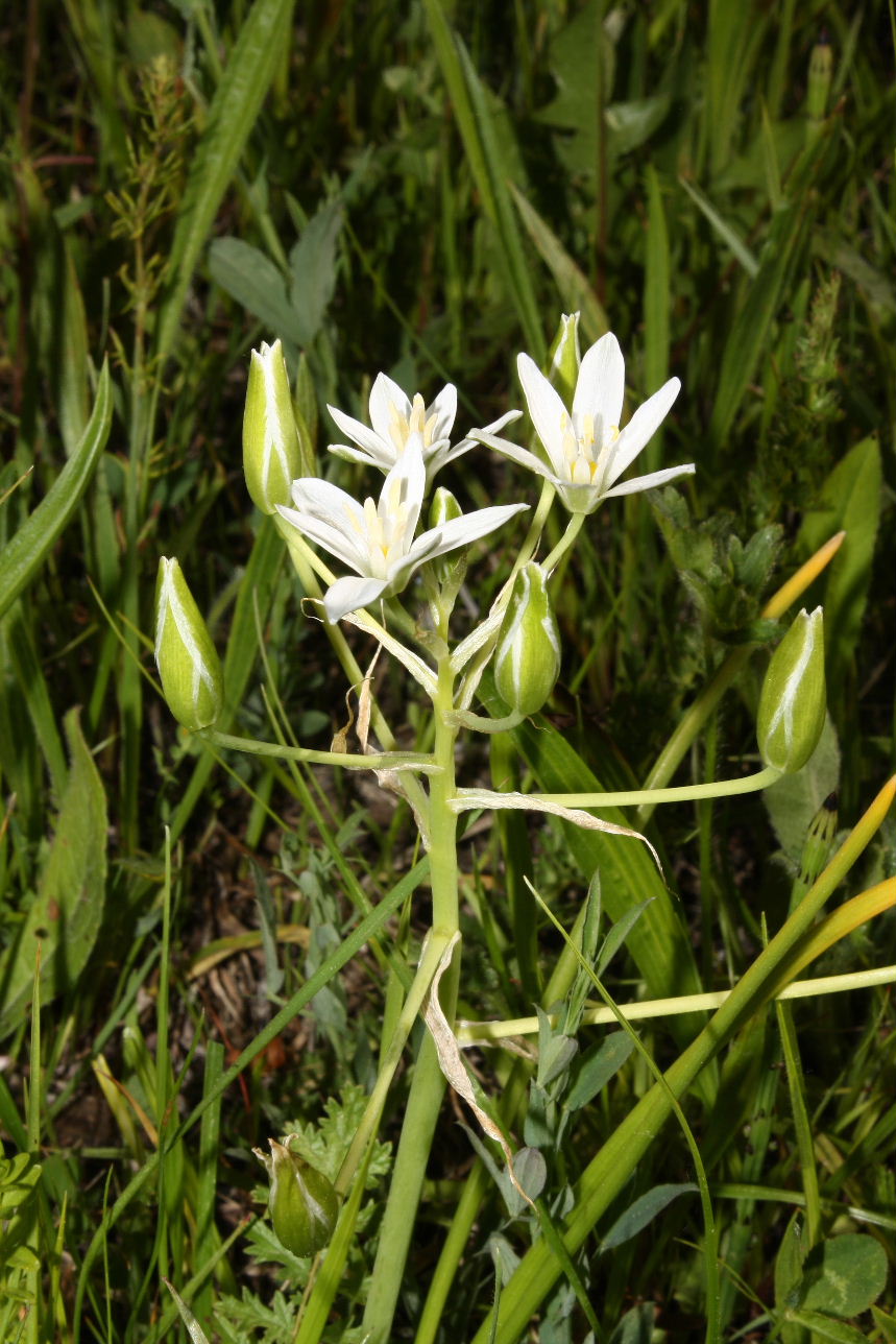 Ornithogalum divergens / Latte di gallina divergente